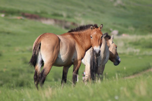 Khustai Np