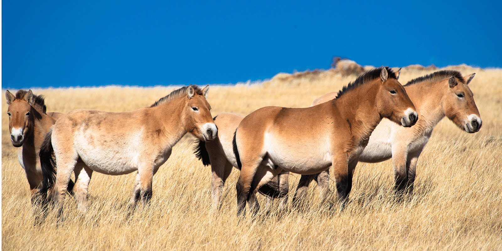 Tour Mongolia - Your responsible travel partner