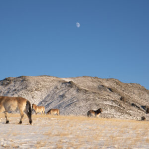 Treasures of Mongolia
